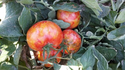 ToBRFV en tomates.jpg